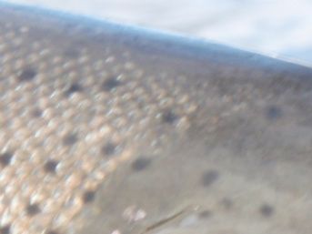 Nass Tributary Steelhead